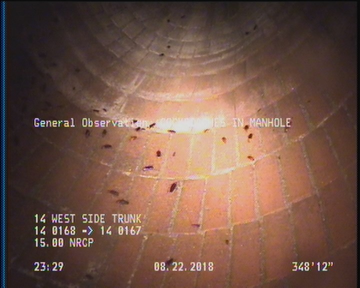 General Observation - COCKROACHES IN MANHOLE