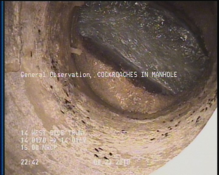 General Observation - COCKROACHES IN MANHOLE