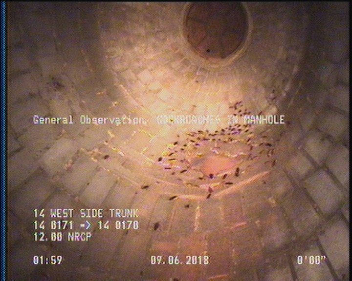 General Observation - COCKROACHES IN MANHOLE