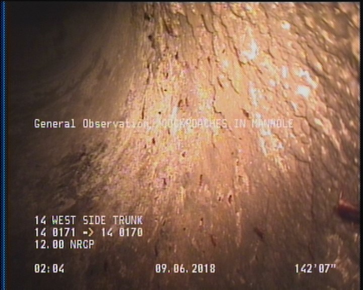 General Observation - COCKROACHES IN MANHOLE