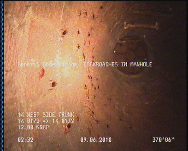 General Observation - COCKROACHES IN MANHOLE