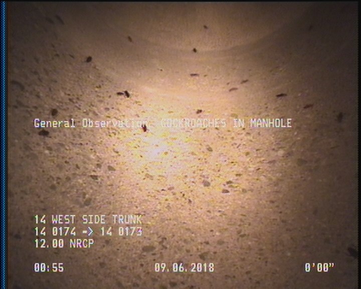 General Observation - COCKROACHES IN MANHOLE