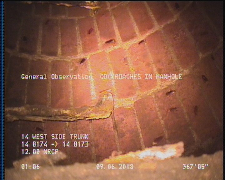 General Observation - COCKROACHES IN MANHOLE