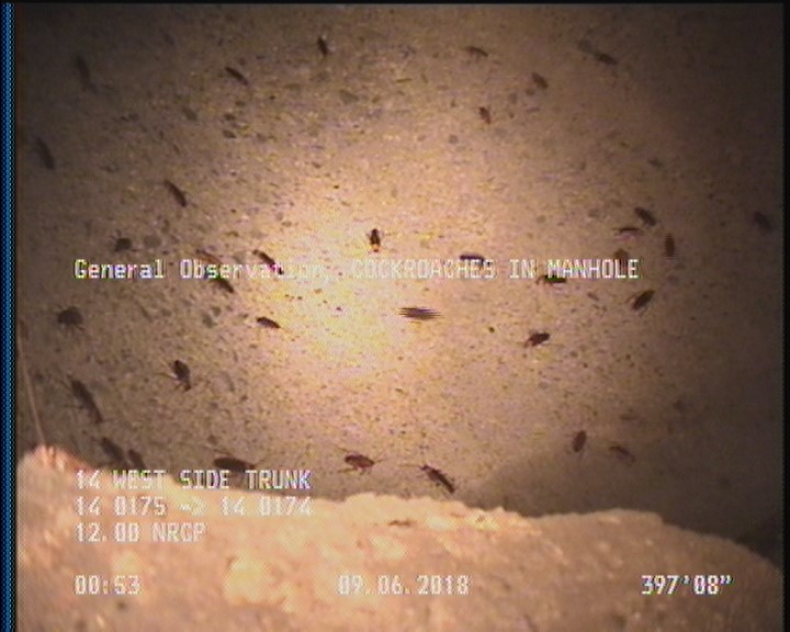 General Observation - COCKROACHES IN MANHOLE