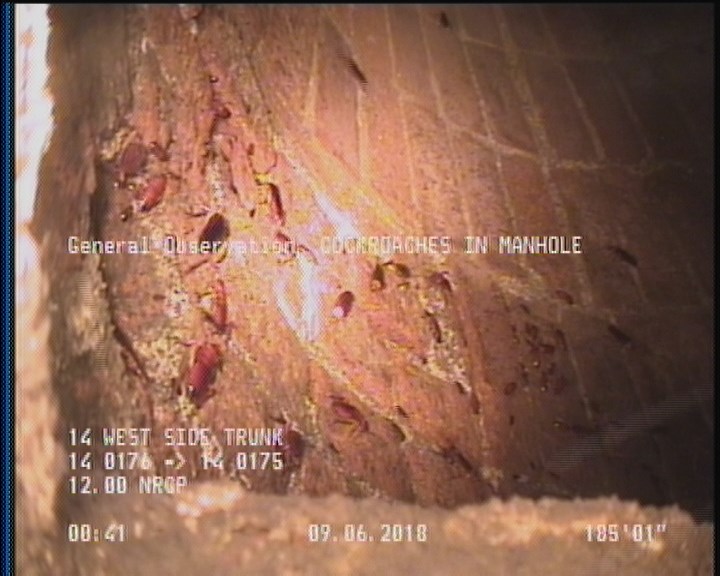 General Observation - COCKROACHES IN MANHOLE