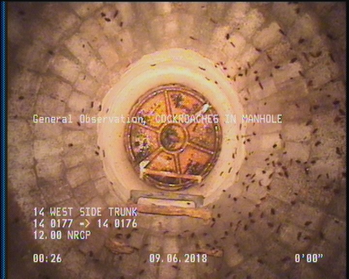 General Observation - COCKROACHES IN MANHOLE