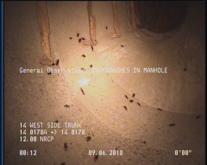 General Observation - COCKROACHES IN MANHOLE