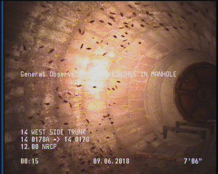 General Observation - COCKROACHES IN MANHOLE