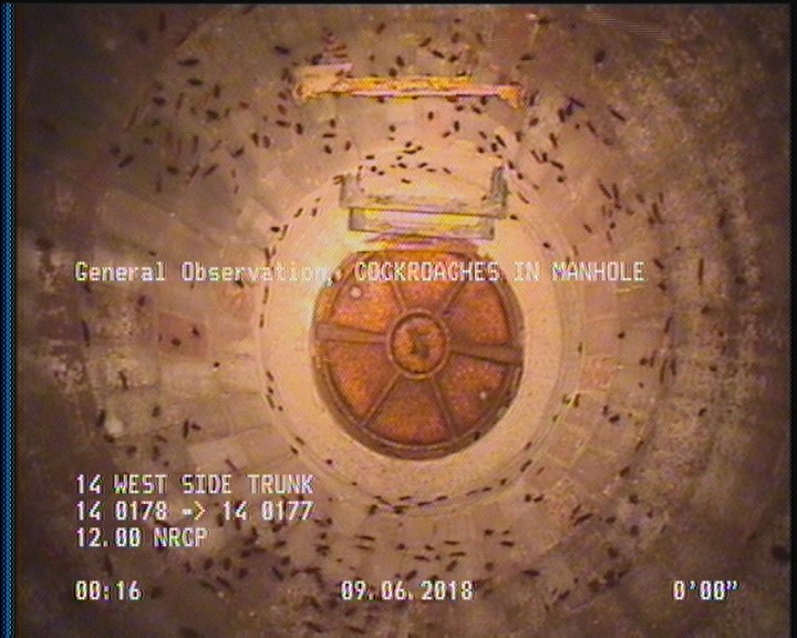 General Observation - COCKROACHES IN MANHOLE