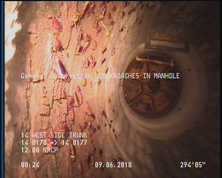 General Observation - COCKROACHES IN MANHOLE