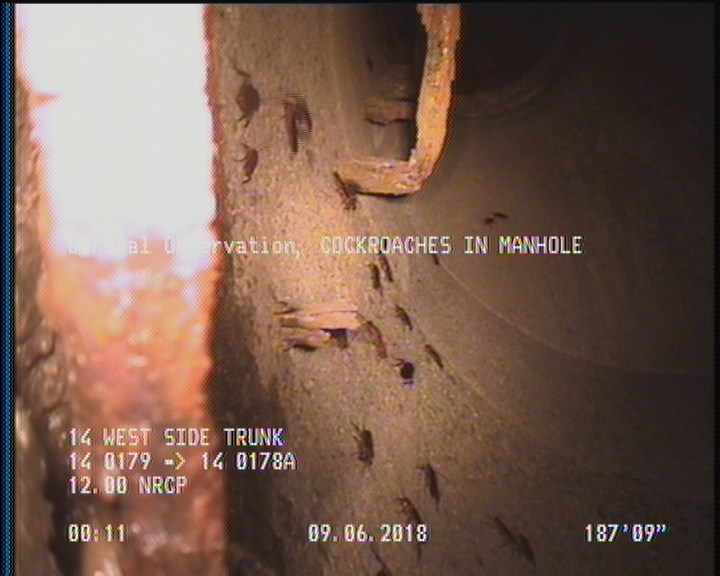 General Observation - COCKROACHES IN MANHOLE