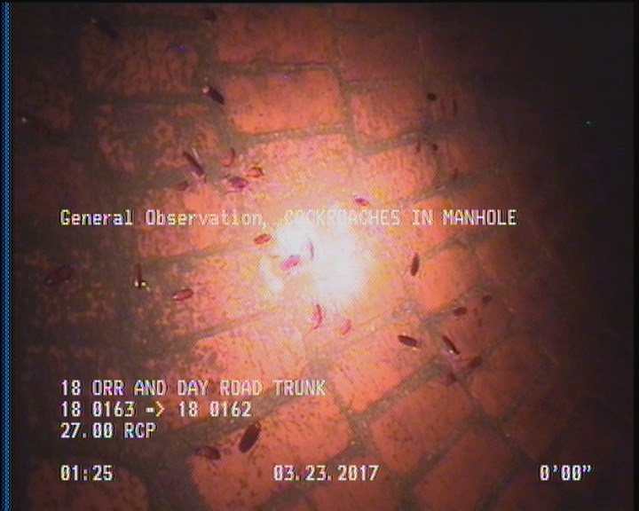 General Observation - COCKROACHES IN MANHOLE