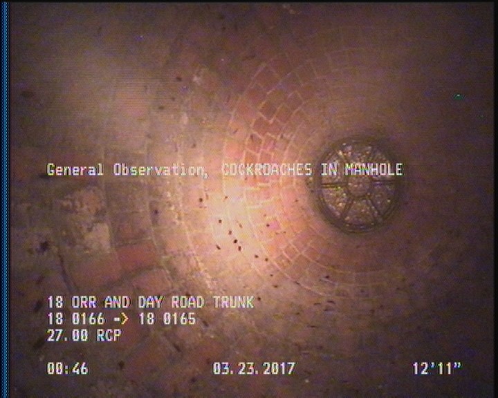 General Observation - COCKROACHES IN MANHOLE