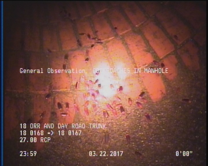 General Observation - COCKROACHES IN MANHOLE