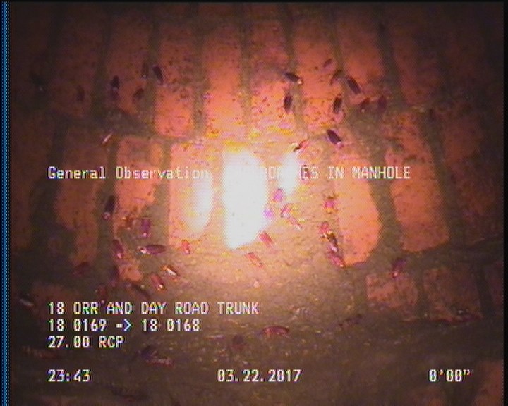 General Observation - COCKROACHES IN MANHOLE
