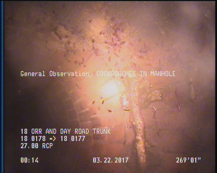General Observation - COCKROACHES IN MANHOLE