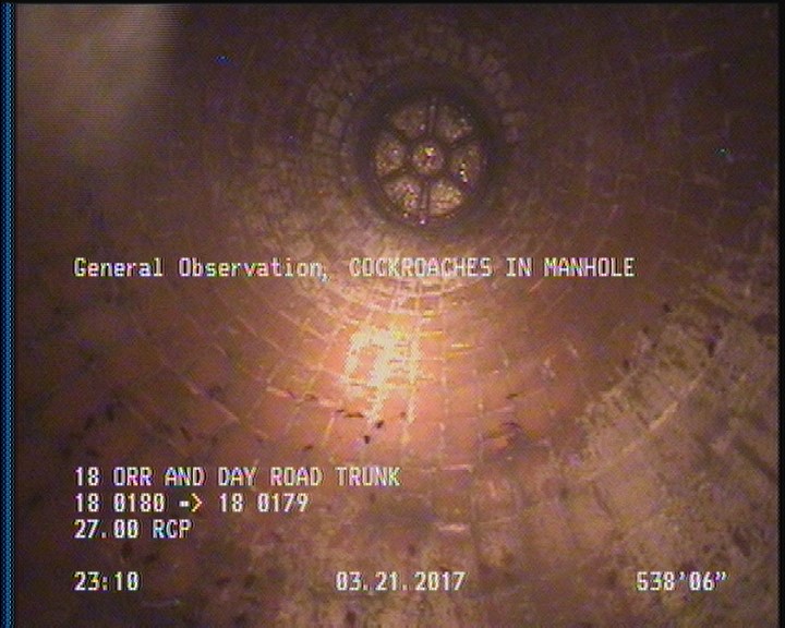 General Observation - COCKROACHES IN MANHOLE