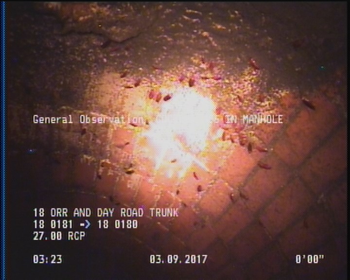 General Observation - COCKROACHES IN MANHOLE