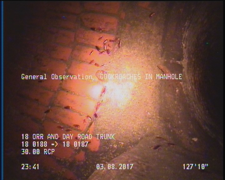 General Observation - COCKROACHES IN MANHOLE