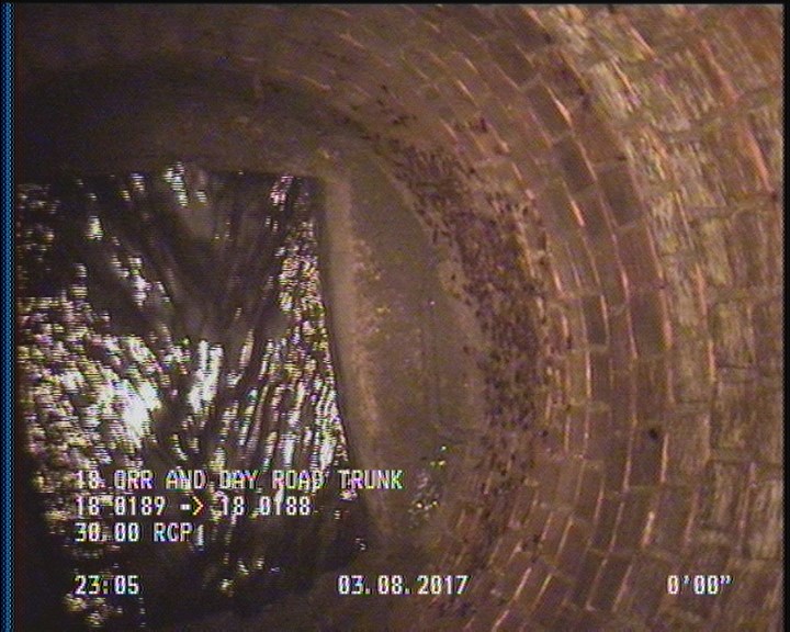 General Observation - COCKROACHES IN MANHOLE