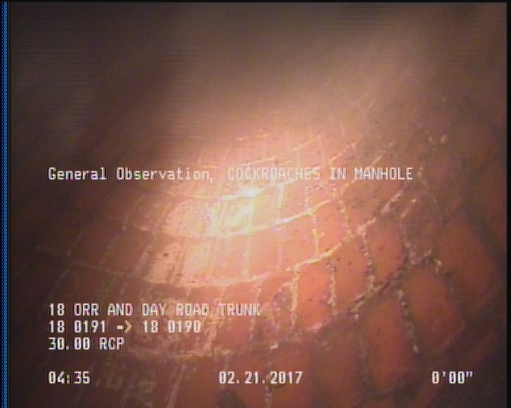 General Observation - COCKROACHES IN MANHOLE