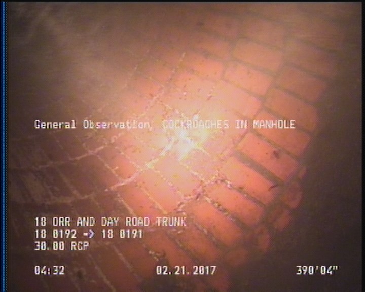 General Observation - COCKROACHES IN MANHOLE