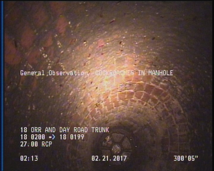 General Observation - COCKROACHES IN MANHOLE