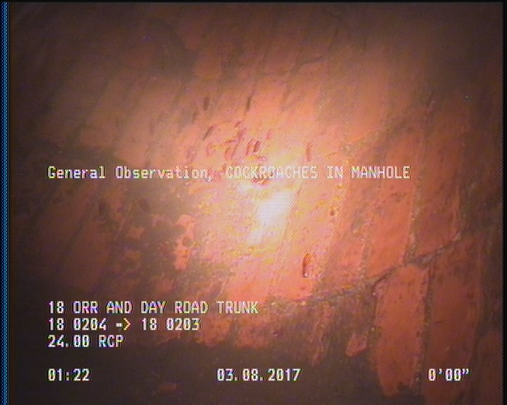 General Observation - COCKROACHES IN MANHOLE