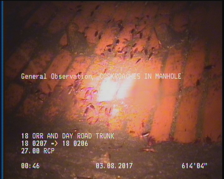 General Observation - COCKROACHES IN MANHOLE