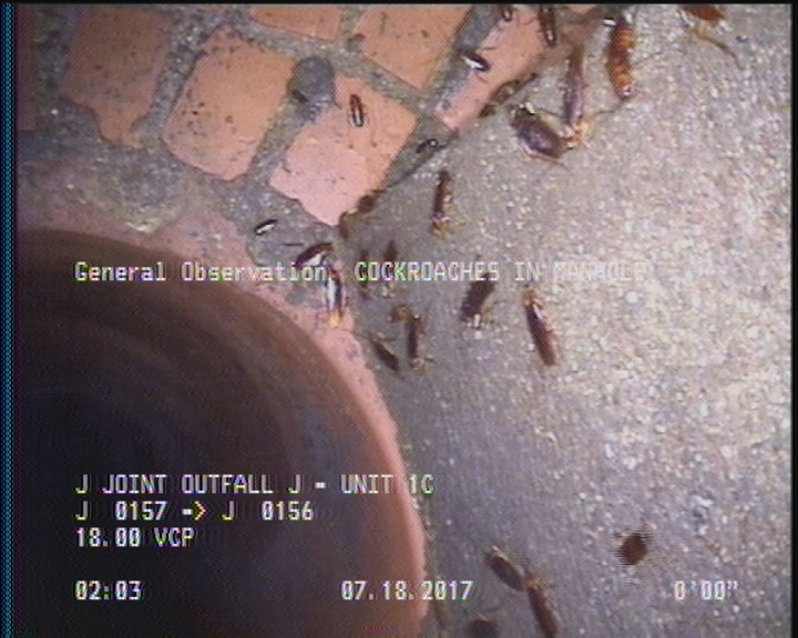 General Observation - COCKROACHES IN MANHOLE