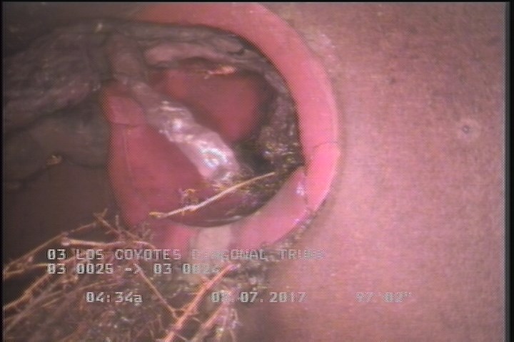 Roots Fine Lateral, at 02 o'clock