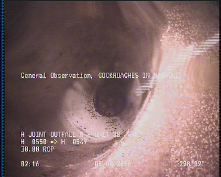 General Observation - COCKROACHES IN MANHOLE