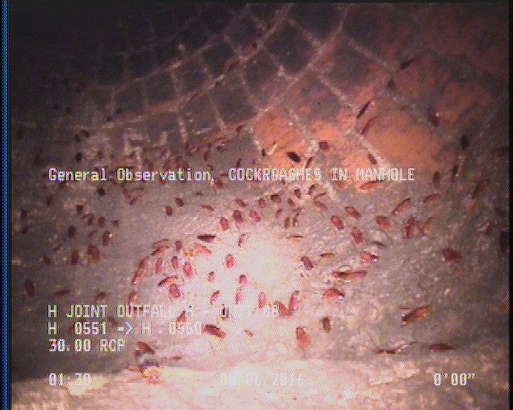General Observation - COCKROACHES IN MANHOLE