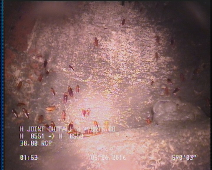 General Observation - COCKROACHES IN MANHOLE