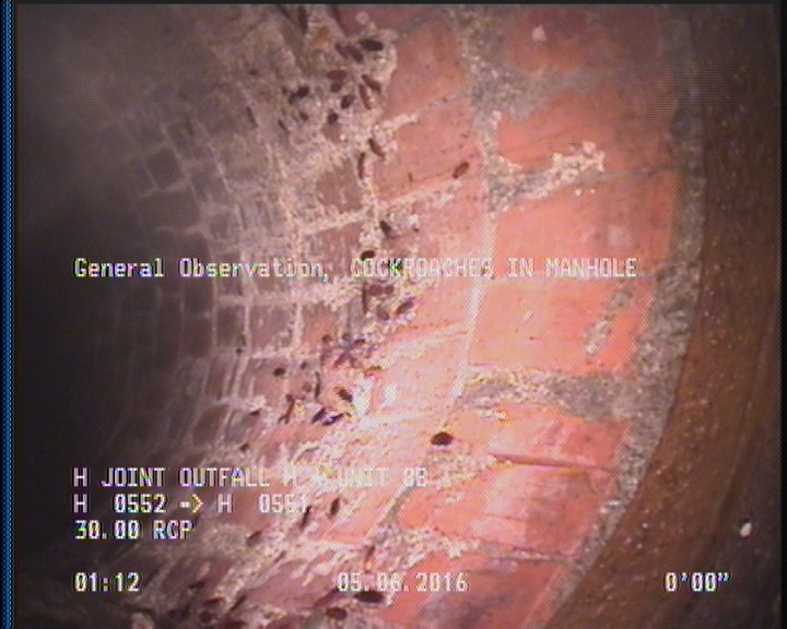 General Observation - COCKROACHES IN MANHOLE