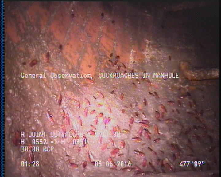 General Observation - COCKROACHES IN MANHOLE