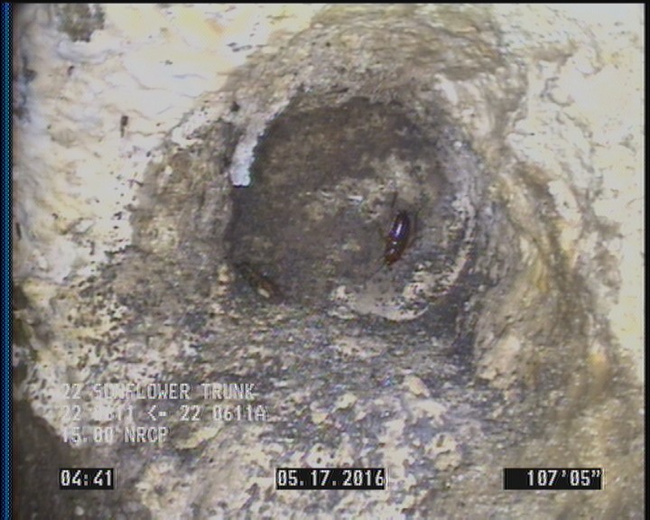 Vermin Cockroach, within 8 inches of joint: YES
