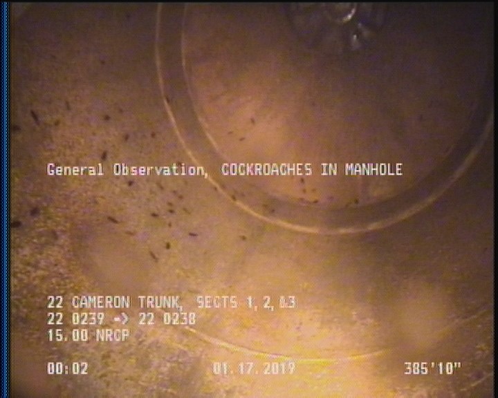 General Observation - COCKROACHES IN MANHOLE