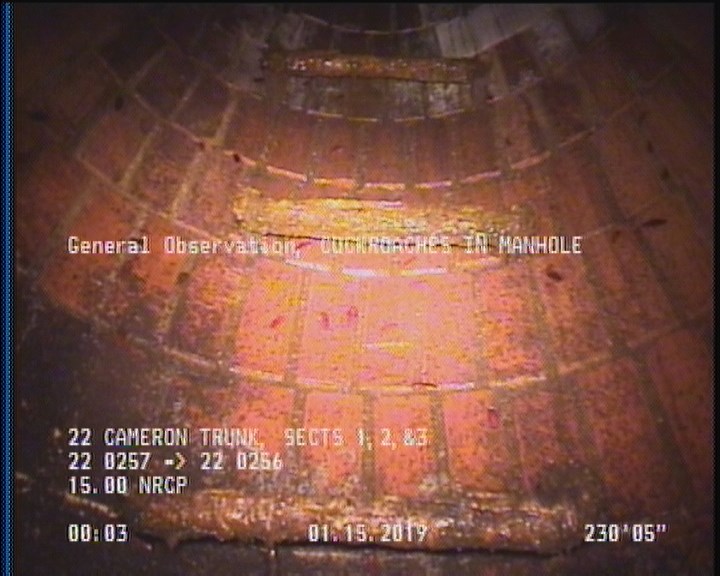 General Observation - COCKROACHES IN MANHOLE