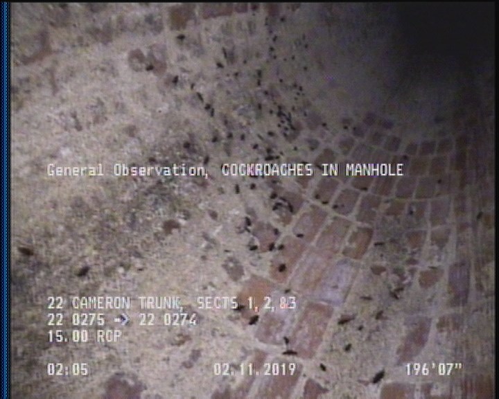 General Observation - COCKROACHES IN MANHOLE