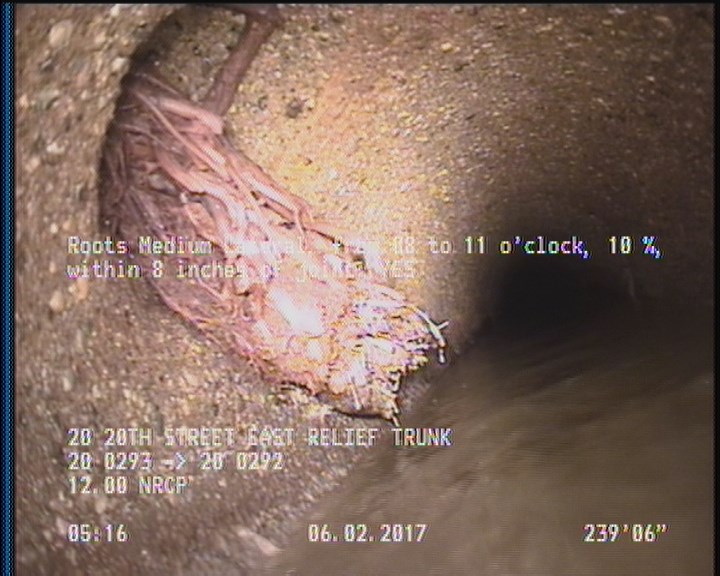 Roots Medium Lateral, from 08 to 11 o'clock, 10 %, within 8 inches of joint: YES