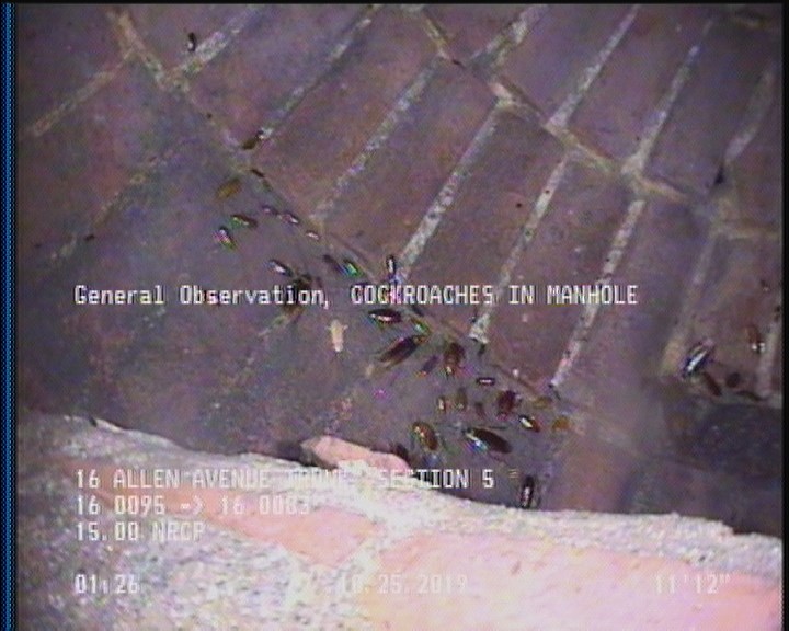 General Observation - COCKROACHES IN MANHOLE