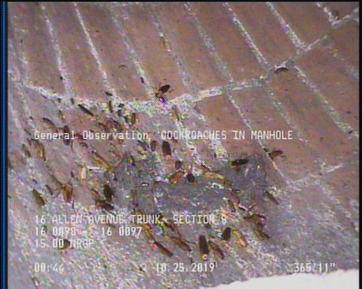 General Observation - COCKROACHES IN MANHOLE