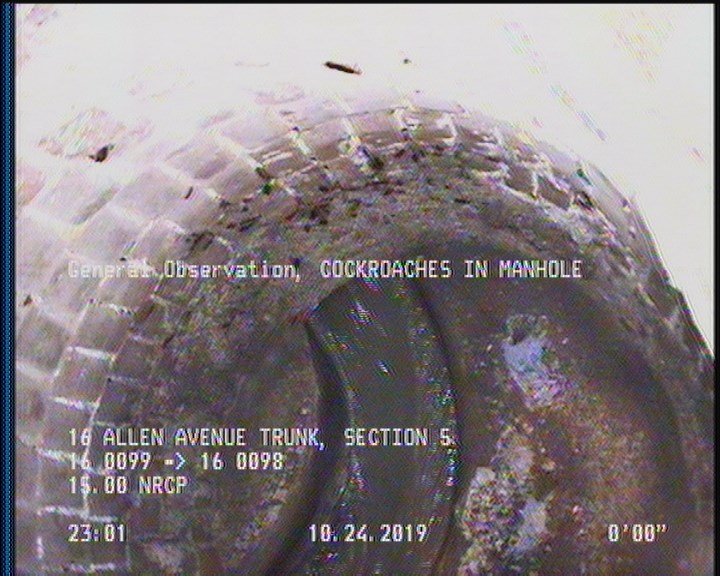 General Observation - COCKROACHES IN MANHOLE