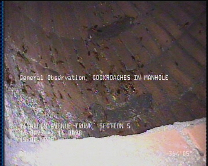 General Observation - COCKROACHES IN MANHOLE