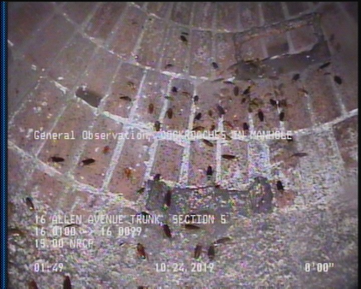 General Observation - COCKROACHES IN MANHOLE