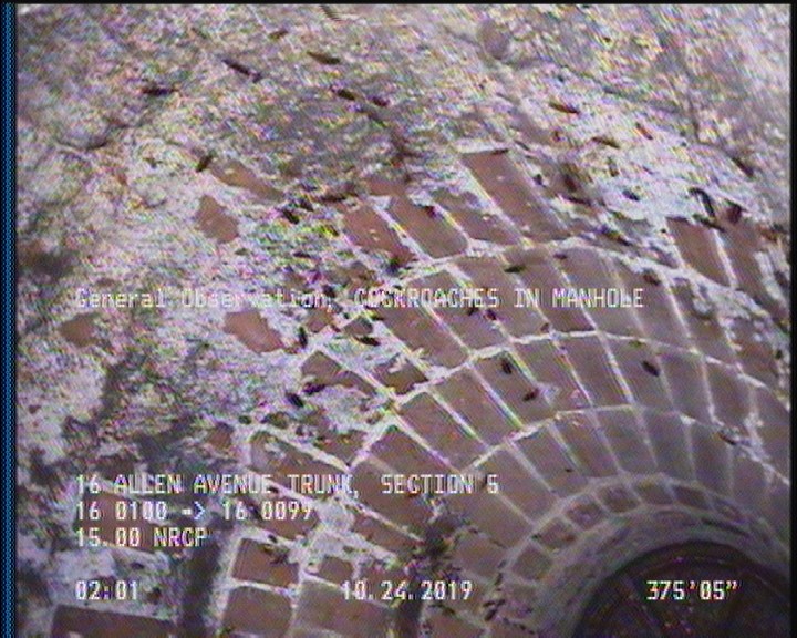 General Observation - COCKROACHES IN MANHOLE