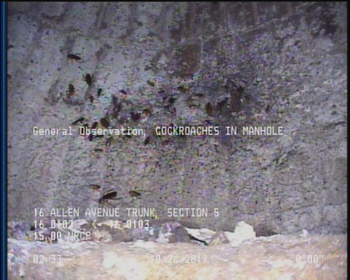 General Observation - COCKROACHES IN MANHOLE