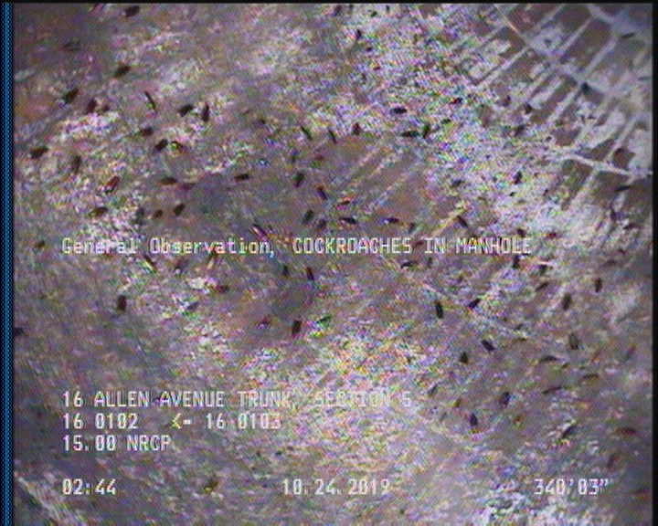 General Observation - COCKROACHES IN MANHOLE