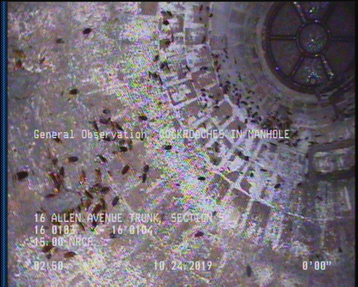 General Observation - COCKROACHES IN MANHOLE